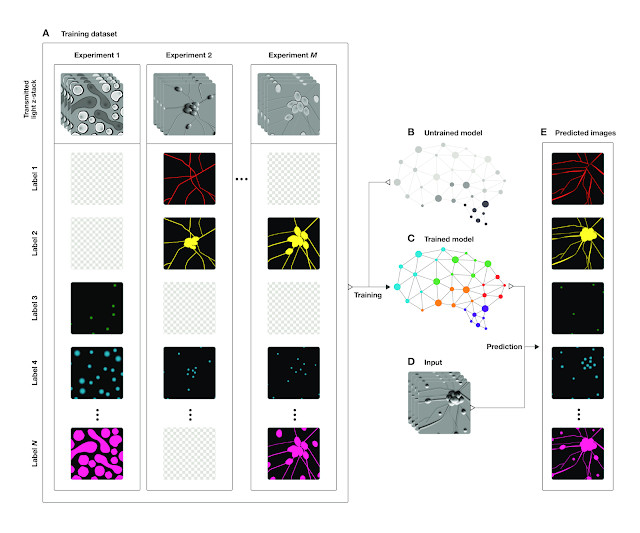 谷歌《Cell》論文：光學顯微鏡+深度學習=熒光顯微鏡