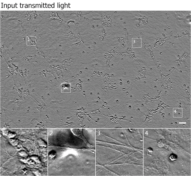 谷歌《Cell》論文：光學顯微鏡+深度學習=熒光顯微鏡