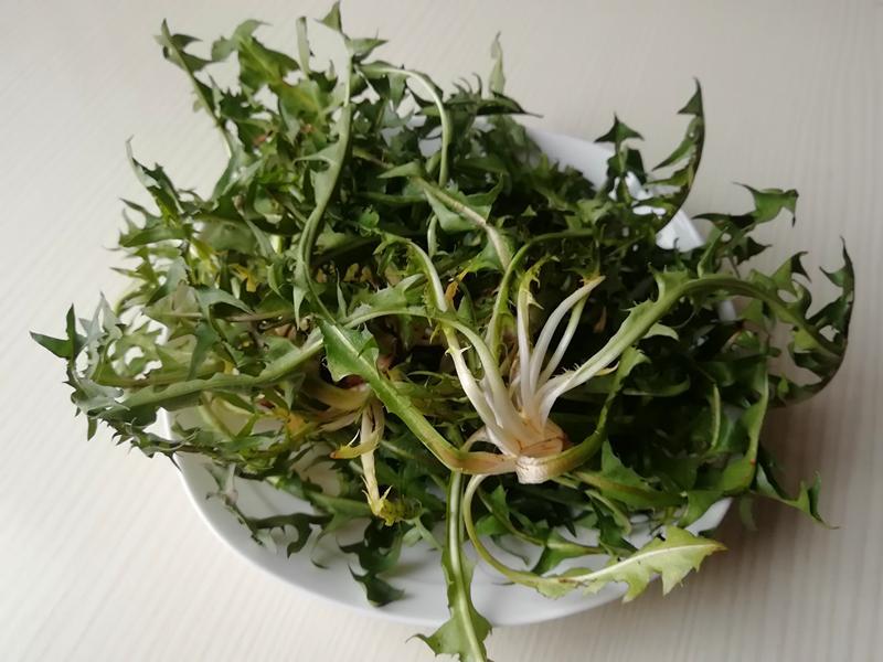 东北臭菜为药食兼用野生植物.其种子油既可药用,又可食用.