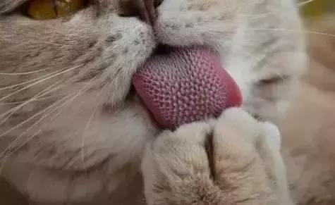 猫咪心里在想什麼?