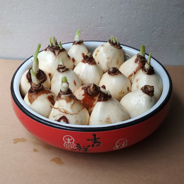生活中常見的球根花卉有顏且好種(图8)