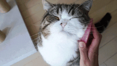 说猫可爱,不是一种称赞 - 帮趣