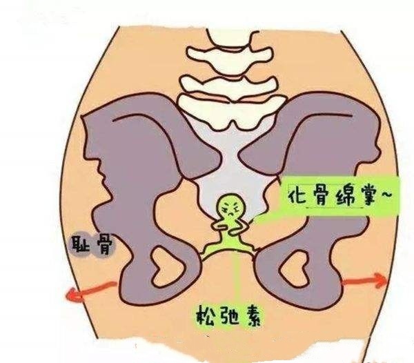 耻骨是骨盆位於膀胱前面最狭窄的地方,孕晚期时,环绕关节的